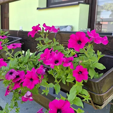 Bosiljak Kuca Za Odmor