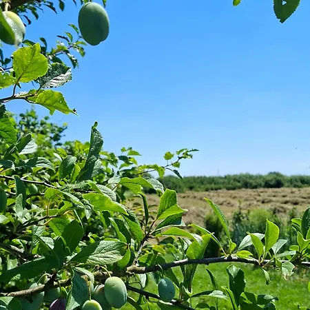 Bosiljak Kuca Za Odmor * Градишка