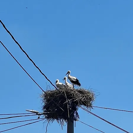 Bosiljak Kuca Za Odmor Апартаменты